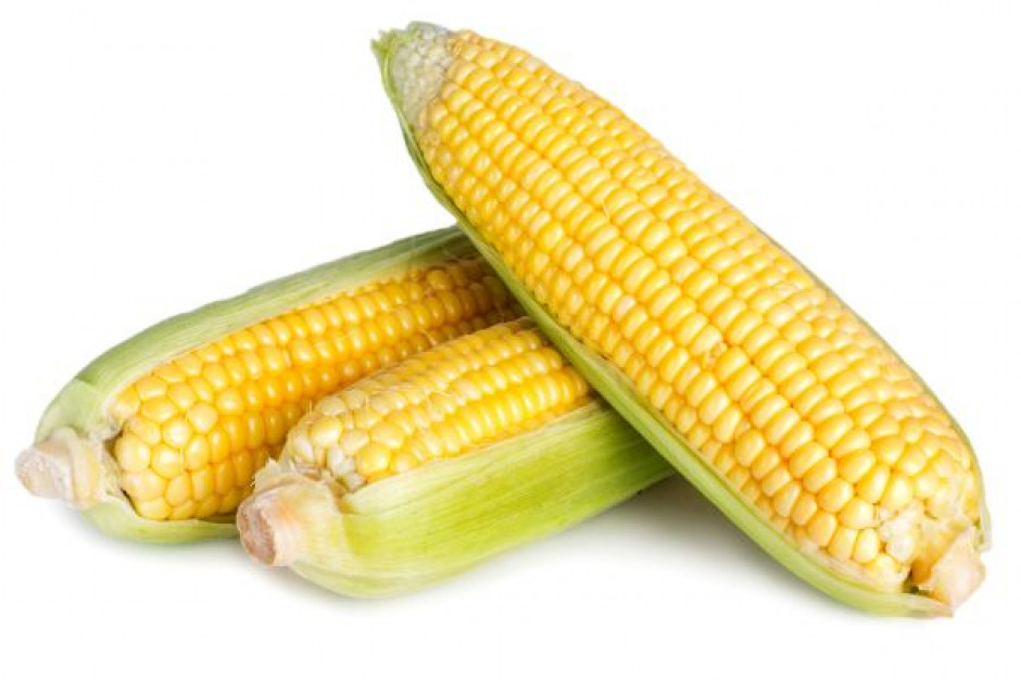(fot. Fotolia) Na świecie zebrane będzie mniej kukurydzy