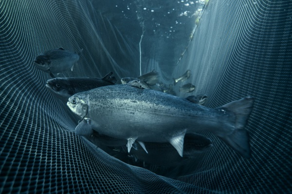 Fot. Marine Harvest Marine Harvest notuje spadek zysku