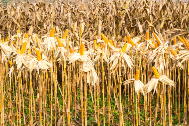 Fot. Shutterstock Więcej kukurydzy w Chinach, mniej w Stanach Zjednoczonych