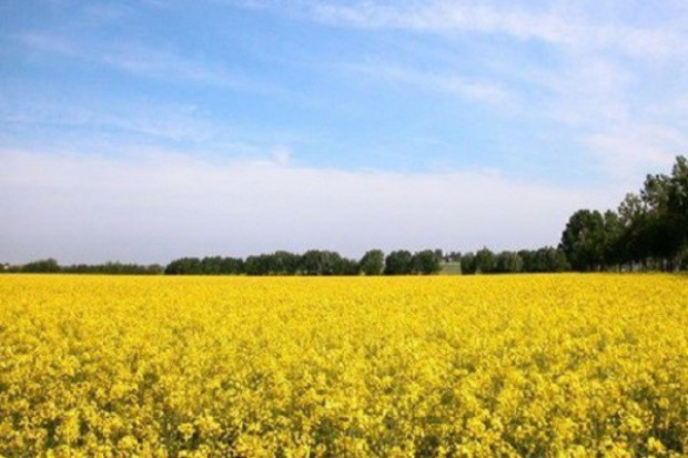 Stan zasiewów upraw rzepaku jest nieznacznie gorszy od ubiegłorocznego Stan zasiewów rzepaku w Polsce gorszy od ubiegłorocznego