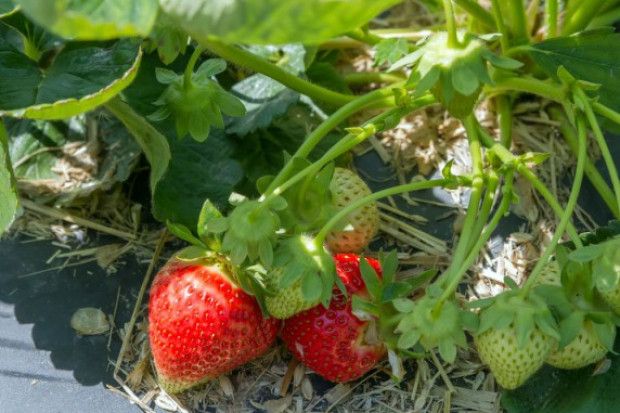 fot. shutterstock.com Wiosenna ocena stanu upraw truskawek
