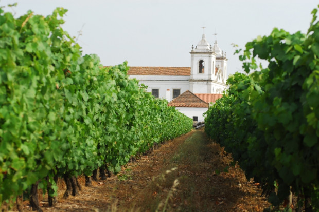 Winnica w portugalskim Regionie Tejo. Fot. materiały prasowe Portugalskie wino Tejo rośnie na polskim rynku