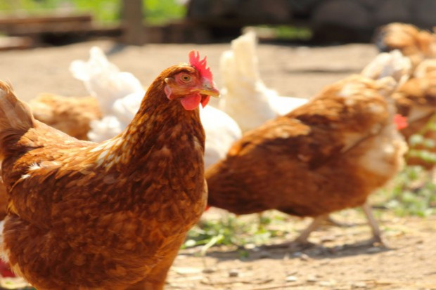 fot. Fotolia Wzrostowa tendencja spożycia drobiu będzie kontynuowana