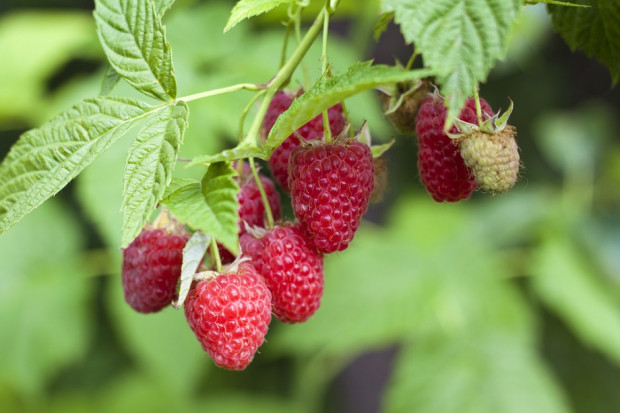 Z powodu suszy najbardziej mogą ucierpieć maliny. Fot. Shutterstock Susza zagraża krzewom owocowym