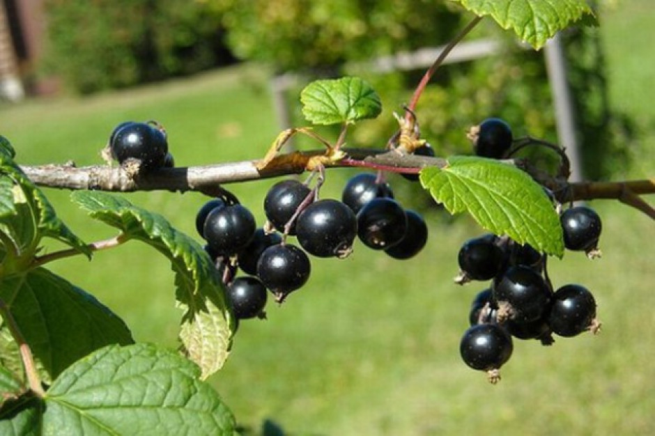 Dramatyczna sytuacja producentów czarnej porzeczki. Susza i upały niszczą plantacje! Producenci czarnej porzeczki obniżają prognozy tegorocznych zbiorów