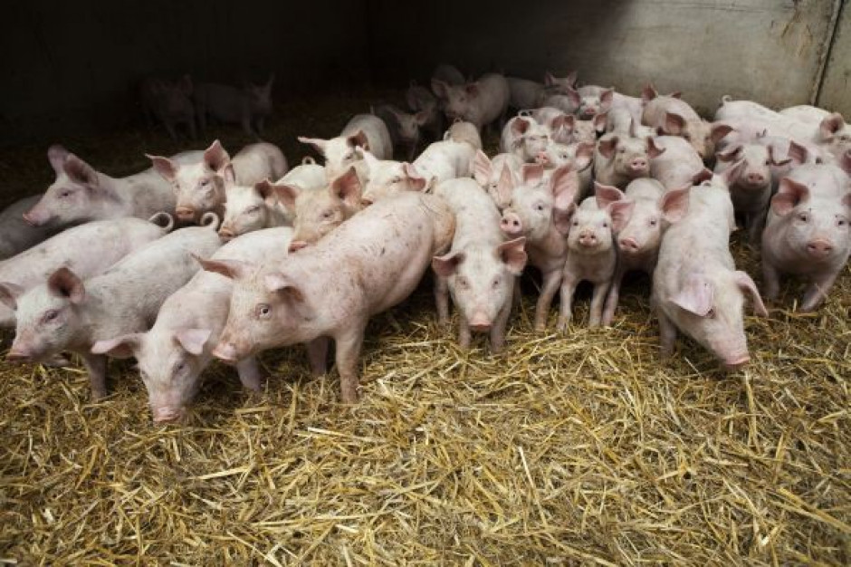 Unijna polityka ochrony powietrza uderzy w hodowlę zwierząt