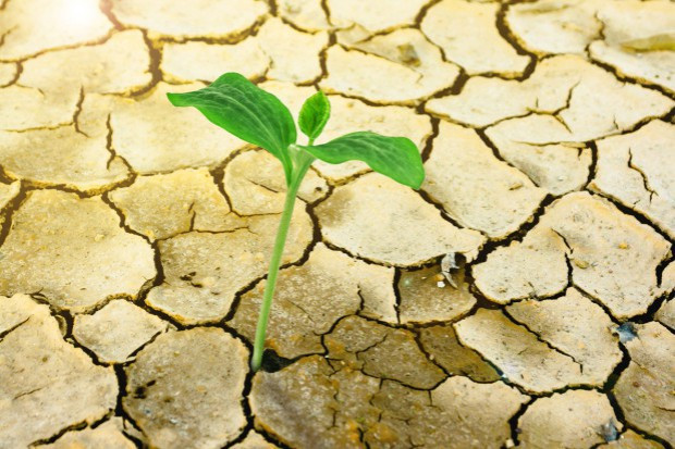fot. shutterstock Susza rolnicza na terenie prawie całego kraju