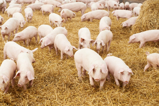 Władze weterynaryjne w Estonii potwierdziły odkrycie nowego ogniska ASF. Fot. Shutterstock Kolejne ogniska ASF w Europie