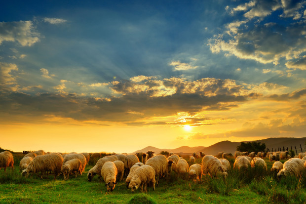 Na Islandii w niewyjaśnionych okolicznościach padło 5 tys. owiec. Fot. Shutterstock 5000 owiec padło w niewyjaśnionych okolicznościach