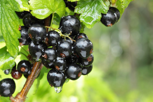 Fot. Shutterstock Marek Sawicki zapowiada wsparcie dla producentów czarnych porzeczek