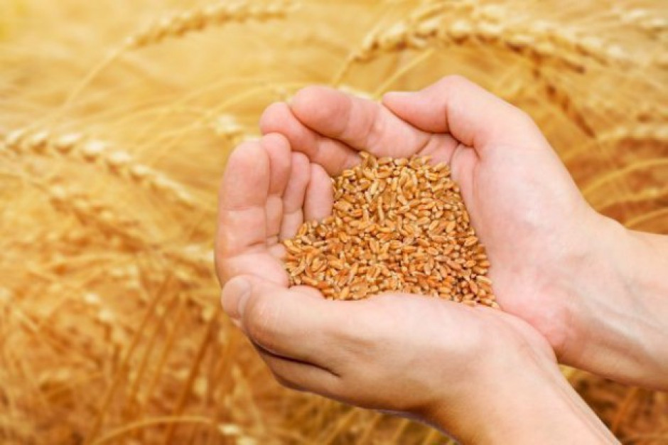 Zbiory zbóż w Polsce mogą w 2015 r. wynieść 25,9-26,5 mln ton