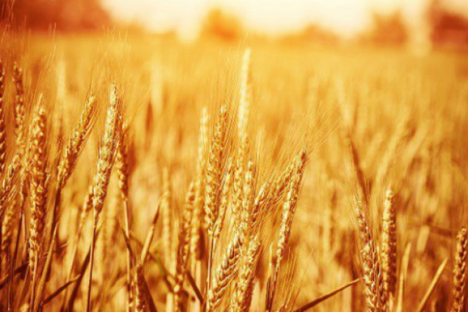 Prognozy: Światowe zbiory zbóż w sezonie 2015/16 obniżą się o 2 proc.