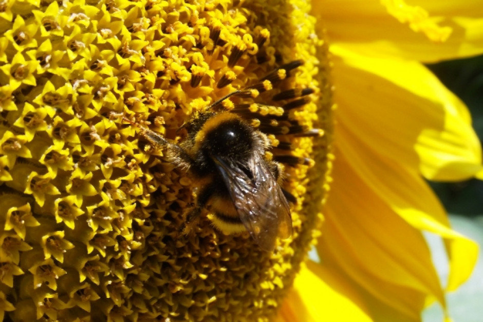 Produkcja żywności drastycznie spadnie, jeśli wyginą pszczoły
