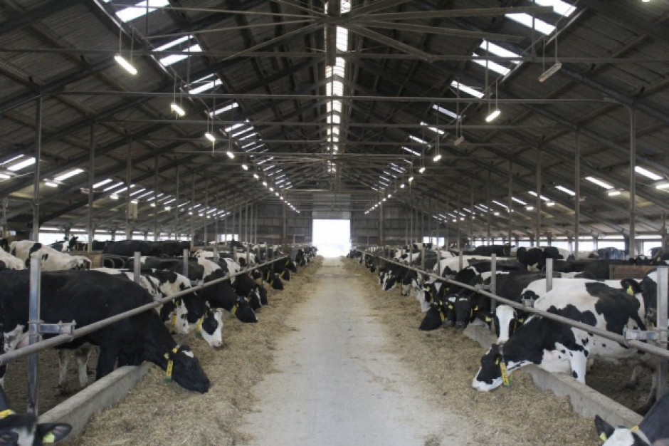 Powstaje największa farma krów mlecznych na świecie