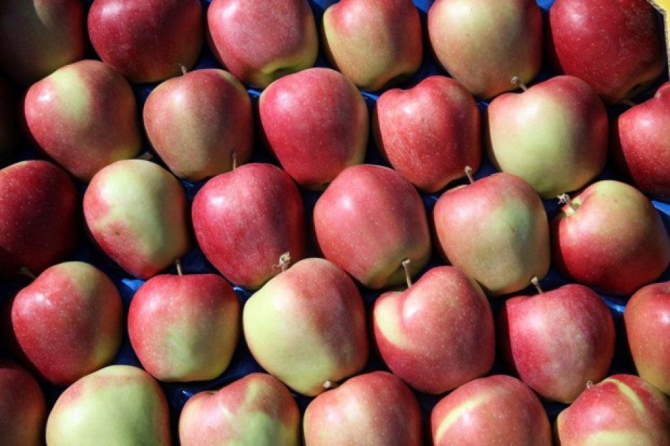 Polska o 1/3 zwiększyła eksport jabłek w okresie lipiec '14 - kwiecień '15