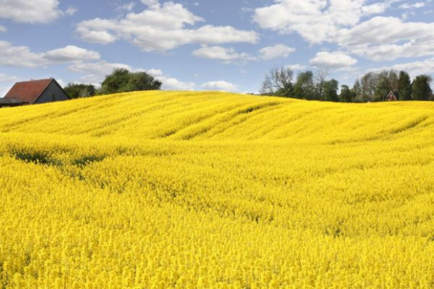 Produkcja nasion oleistych niższa od oczekiwań