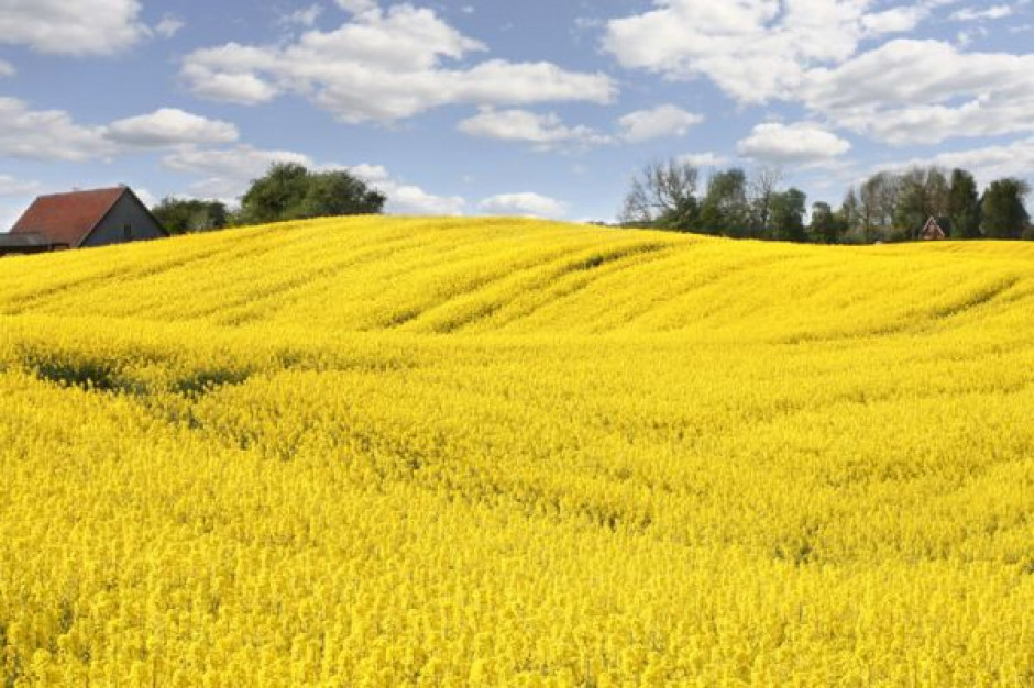 Produkcja nasion oleistych niższa od oczekiwań