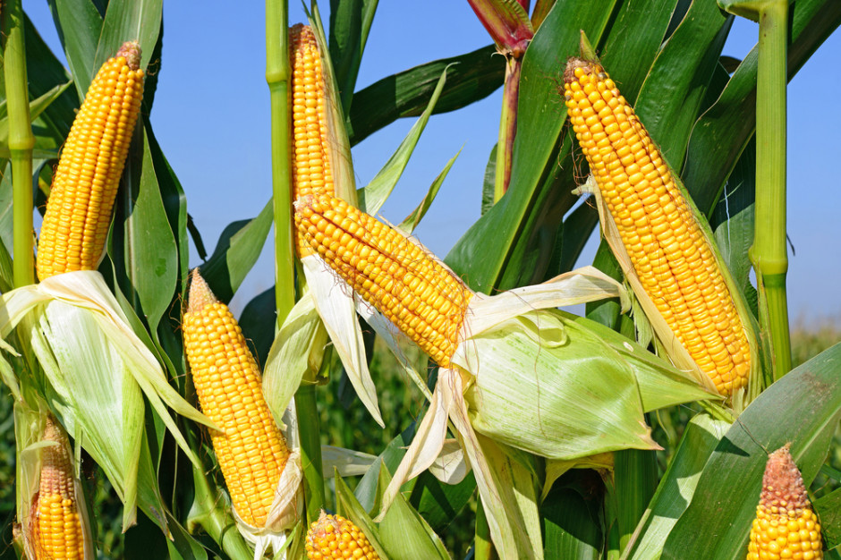 Komisja Europejska tnie prognozy zbiorów kukurydzy w UE
