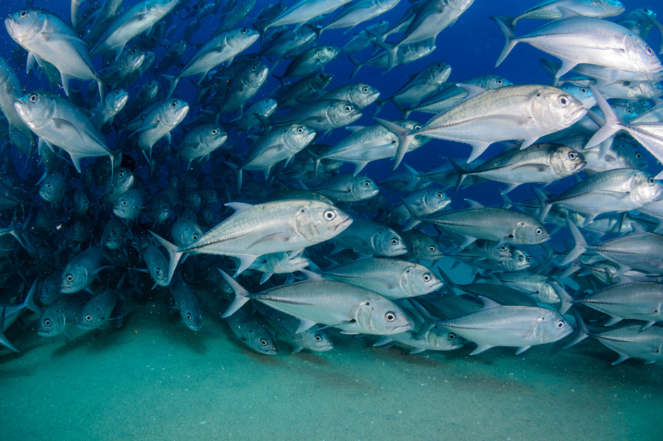 Ryby potrafią unikać sieci rybackich 