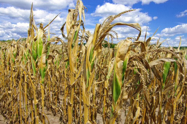 PSL chce uruchomienia rezerwy kryzysowej. Fot. Shutterstock. PSL chce uruchomienia rezerwy kryzysowej w związku z suszą
