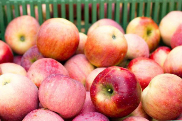 Produkcja jabłek odmiany Idared wynosi na świecie do 2 mln ton/ fot. shutterstock Mniejsza produkcja jabłek Idared poprawi opłacalność produkcji