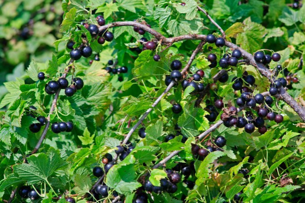 Brak rejestracji gospodarstwa porzeczkowego uniemożliwi podpisanie kontraktów/ fot. shutterstock Sanepid skontrolował plantacje czarnych porzeczek pod kątem bezpieczeństwa żywności