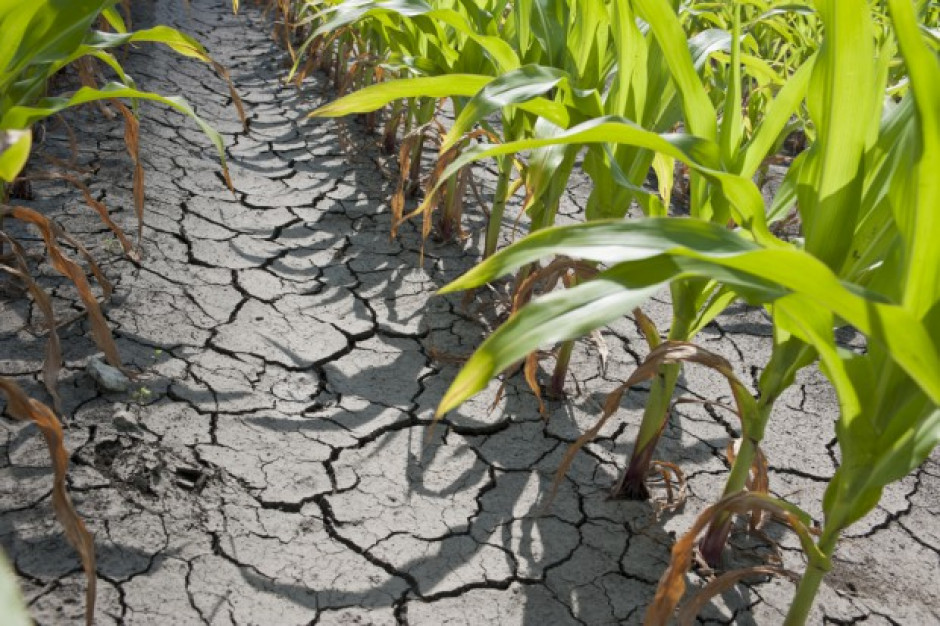 Straty w rolnictwie z powodu suszy mogą wynosić nawet 20-30 mld zł