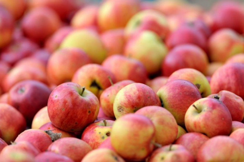 Jabłka przemysłowe za więcej niż 40 gr/kg? Sezon skupu ruszył pełną parą