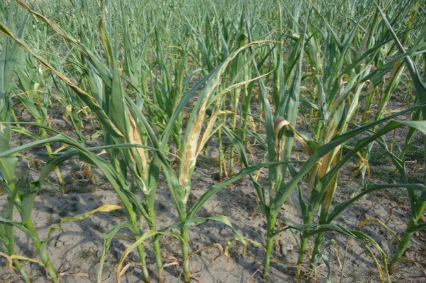 Ponad 7 mln zł strat podkarpackich rolników z powodu suszy