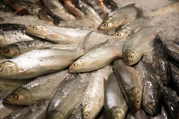 W ciągu pierwszych sześciu miesięcy roku produkcja ryb, przetworów rybnych i owoców morza wrosła o 4 proc. Fot. Shutterstock W pierwszym półroczu wzrosła produkcja ryb i owoców morza