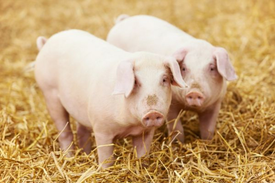 Spadło pogłowie świń w Polsce