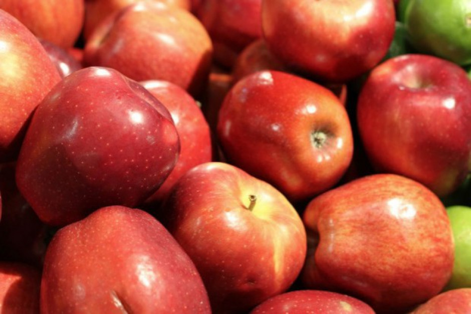 Zbiory jabłek w Polsce w 2015 r. mogą być niższe od prognoz, ale potem rekordowo wysokie 