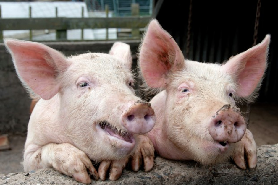 Polska produkuje coraz mniej świń