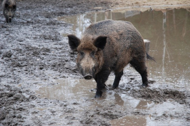 fot. za Farmer.pl (kh) Lasy Państwowe chcą zarabiać na dziczyźnie
