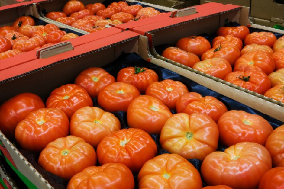 Hiszpania czołowym eksporterem pomidorów do UE