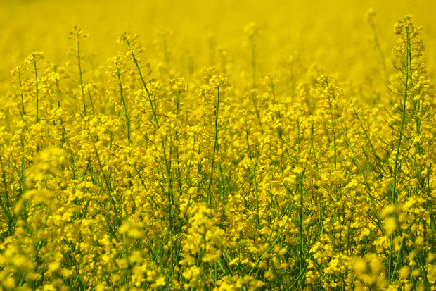 Fot. Shutterstock Spadek cen rzepaku na świecie. Ceny soi w górę