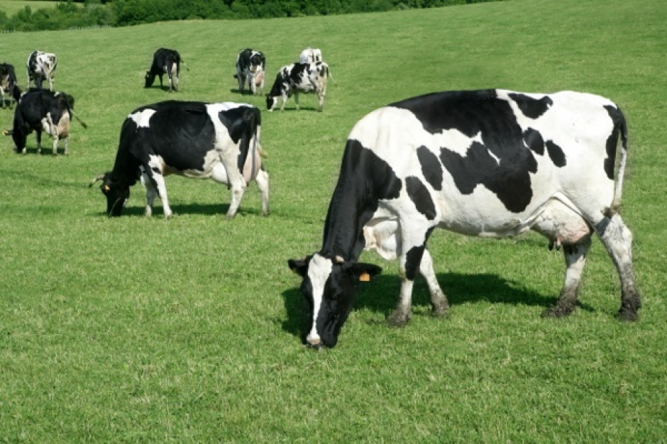 Polityka ochrony powietrza może zaszkodzić produkcji mleka