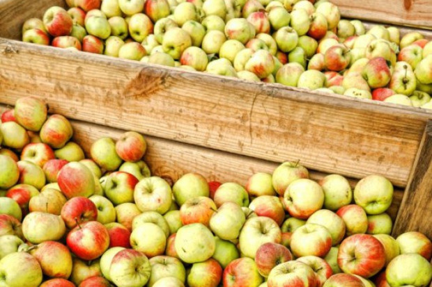 Jabłek do przetwórstwa jest dużo mniej niż w zeszłym sezonie; fot. shutterstock Analiza www.sadyogrody.pl: Ceny jabłek przemysłowych stabilne i wysokie