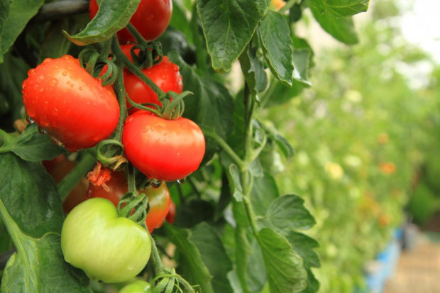 / fot. shutterstock Maciej Mularski: Rośnie znaczenie produkcji pomidorów pod osłonami