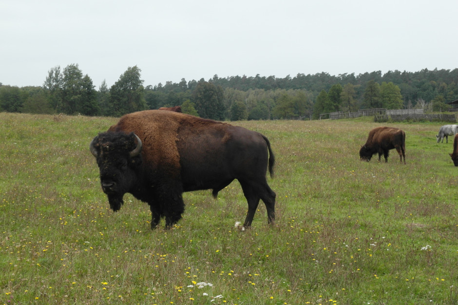 Jest porozumienie hodowcy bizonów z Kurozwęk z resortem środowiska