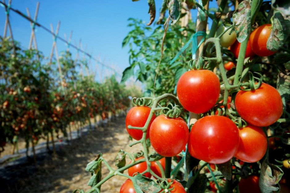 W Połańcu ruszy duża inwestycja w szklarnie do produkcji pomidorów