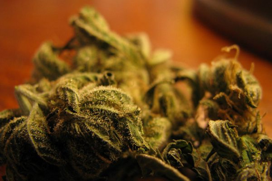 3 tony marihuany w rękach policji