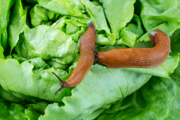 fot. Shutterstock Polish Snail Holding rozpoczęło skup ślimaków w Polsce