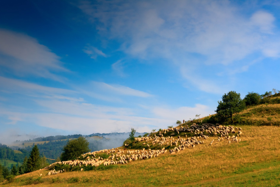 Fot. Shutterstock Owce będą wypasane na wałach przeciwpowodziowych