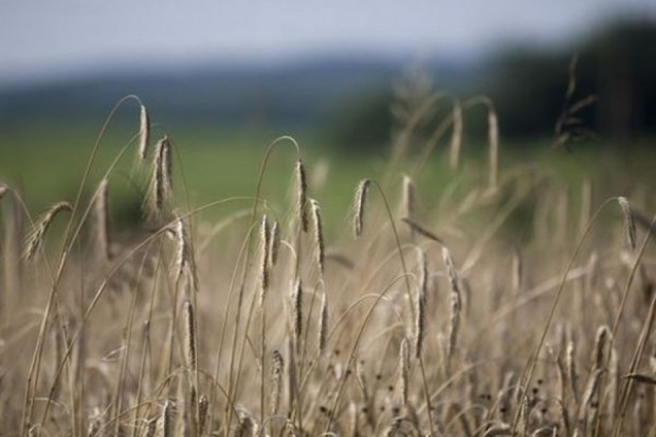 Analitycy Tallage: Zbiory pszenicy w UE w 2015 r. były rekordowo wysokie
