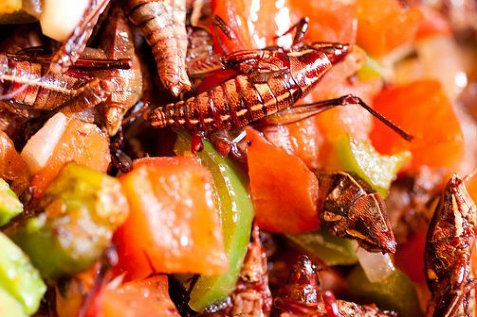 Polacy chcą jeść robaki. Ale nie mają gdzie