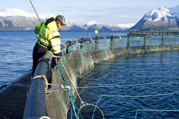 Fot. Marine Harvest Marine Harvest Kanada zainwestuje 30 mln dolarów w technologię recyrkulacji