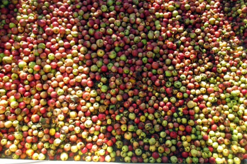 Ceny jabłek w skupach wahają się między 45-59 gr/kg