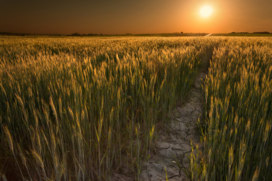 fot. Shutterstock Mars podwyższył szacunki plonów zbóż