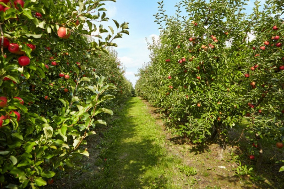 fot. Shutterstock Na Lubelszczyźnie powstaje pokazowa cydrownia